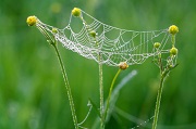 web